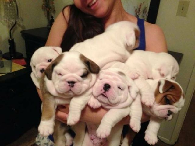 Wunderschöne *EXCLUSIVE* reinrassige  Englische  Bulldoggenbabys mit EU-Paß. - Rassehunde Bulldog - Düsseldorf