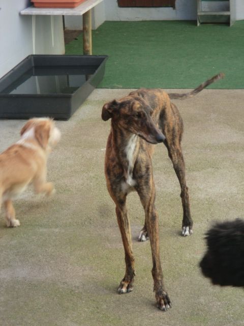 QUEENY AMARA, - Rassehunde Windhund - Leipzig