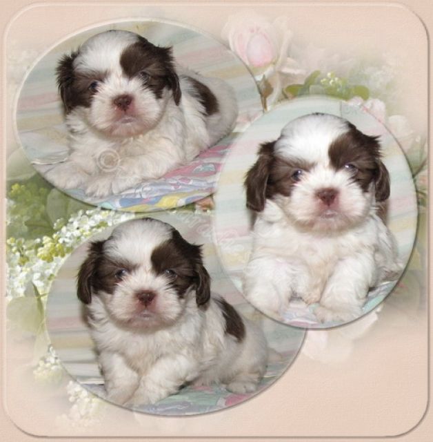 Shih Tzu Welpen Reinrassig - Rassehunde Shih Tzu - feldatal