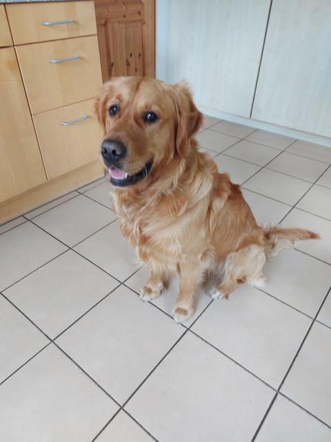 Deckrüde Golden-Retriever mit Erfahrung  - Deckanzeigen - Wilsum