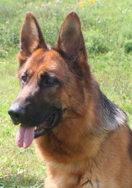 Top Schäferhündin, 18 Monate - Rassehunde Schaeferhund - Frohburg