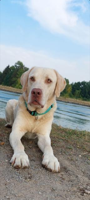 Labrador Deckrüde champagner (Silberträger!) - Deckanzeigen - Dülmen