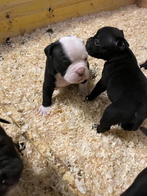 Wunderhübsche Old English Bulldoggen  - Rassehunde Bulldog - Waghäusel 