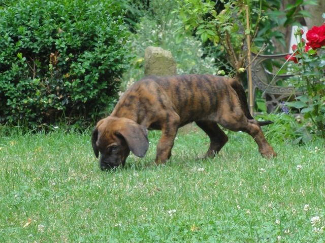 Reinrassige HS-Welpen mit Papieren abzugeben ab Mitte Juli 2017 - Rassehunde Bayerischer Gebirgsschweisshund - niederneisen