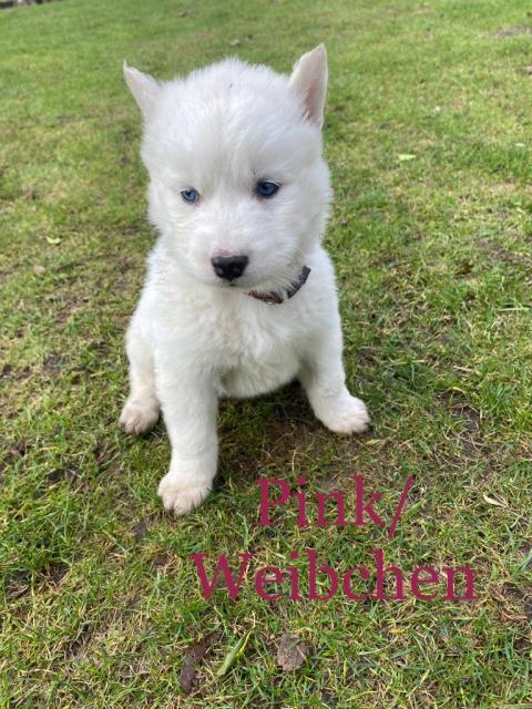 Siberian Husky Welpen - Rassehunde Husky - Tostedt