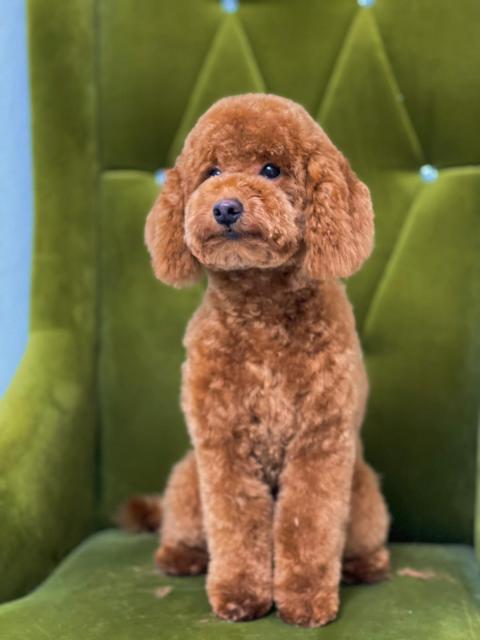 Toypudel Deckrüde  - Deckanzeigen - Burladingen 