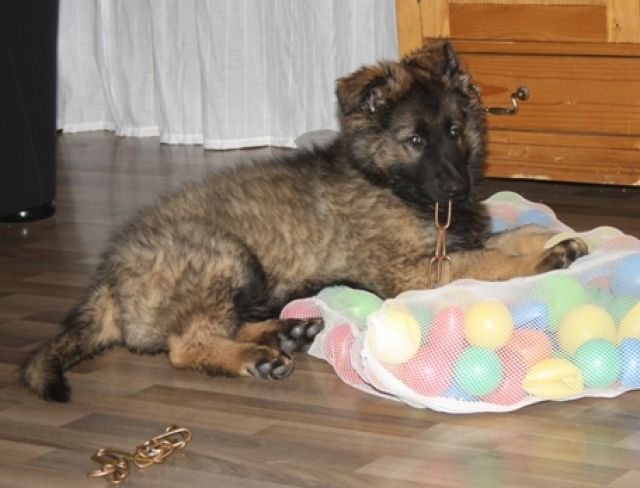 Altdeutsche Schäferhunde - Rassehunde Schaeferhund - Friedenweiler