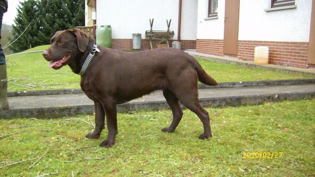 WURFANKÜNDIGUNG choco Labrador-Welpen - Rassehunde Labrador - Eiterfeld