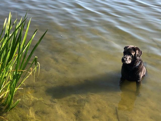 Charcoal Rüde sucht - Rassehunde Labrador - Böbingen an der Rems