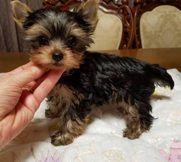 Wunderschöner Yorkshire Terrier Steel Blue Welpen  - Rassehunde Terrier - Münchenbernsdorf