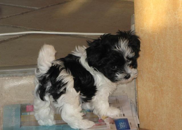  Schönes Bolonka Zwetna Welpen - Rassehunde Bolonka Zwetna - Reichelsheim