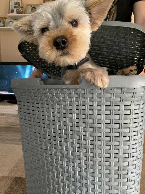 Yorkshire Terrier Deckrüde sucht Dame - Deckanzeigen - Solingen
