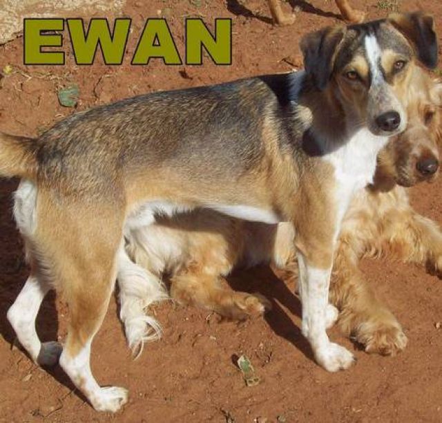 EWAN, Kurzhaar Collie mix Rüde - Mischlinge - Leipzig