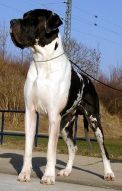 Seit 1979 Deutsche Doggen vom Mephisto - Rassehunde Dogge - Ahrensfelde b. Berlin