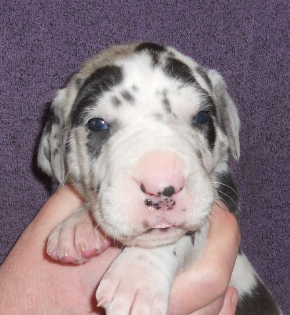 Deutsche Doggen Welpen - Rassehunde Dogge - Bünde