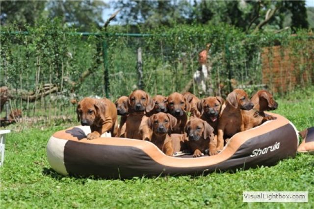 Super süße Rhodesian Ridgeback Welpen - Rassehunde Rhodesian Ridgeback - Hünxe