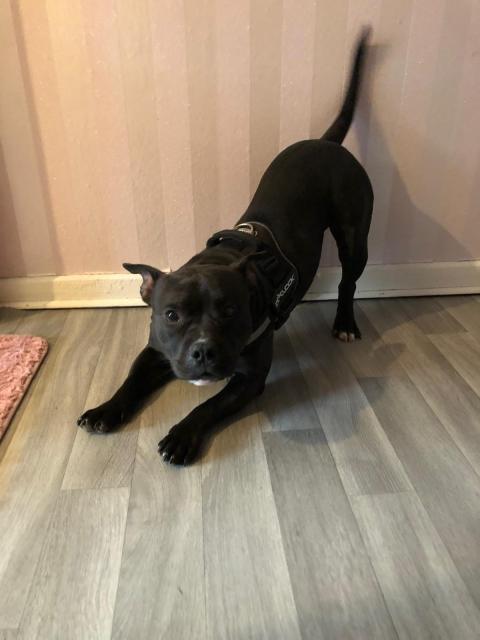Pocket bully  - Mischlinge - Nienburg 