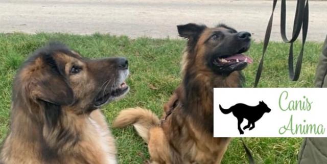 Hundeverhaltensberatung und Therapie - Hundeschulen - Gründau
