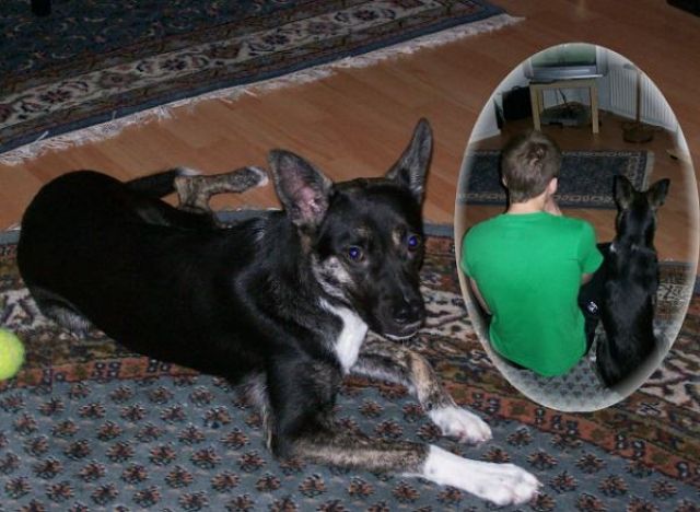 Schäferhundmix Hündin sucht ein Zuhause - Mischlinge - Salzgitter