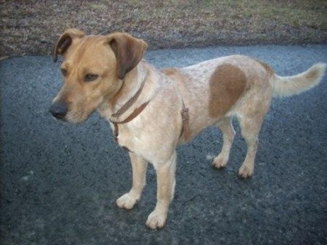 Beagle/Parson Jack Russelmix-Rüde 2 Jahre - Mischlinge - Templin