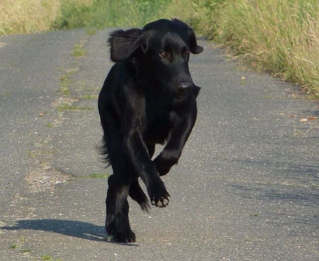 Individueller Service Rund um den Hund mit ♥ - Hundesitter - Stulln