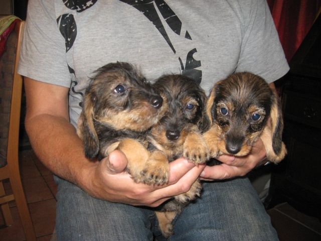 Zwerg-Rauhhaar-dackel-Welpen - Rassehunde Dackel - dornum