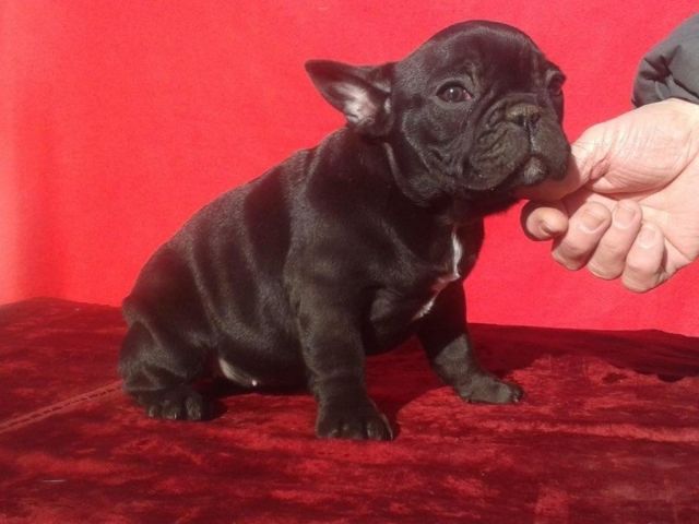 Reinrassige Französische Bulldogge Welpen (Blauträger) - Rassehunde Franzoesische Bulldogge - Hennef