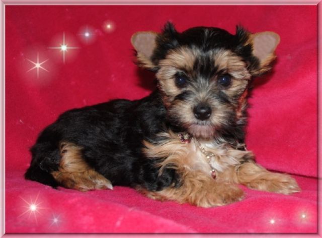 Kleine black and tan Yorkshire Terrier Hündin 4 Monate  - Rassehunde Terrier - Nienburg