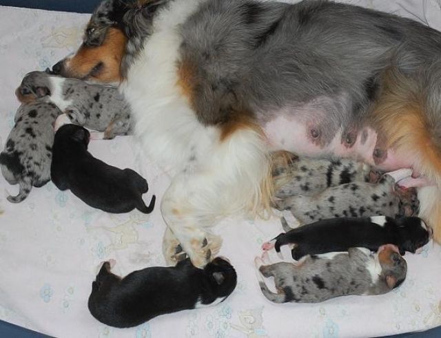 Mini Aussie/American Shepherd Welpen - Rassehunde Australian Shepherd - Salzgitter