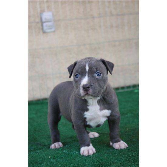 America Pit Bull Welpen Blueline - Rassehunde Pit Bull - Berlin 