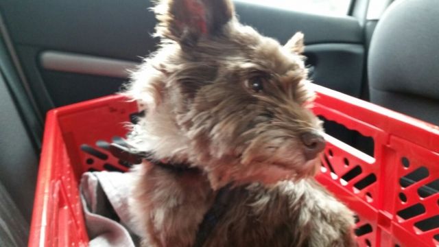 Hundeliebhaber gesucht - Mischlinge - Gummersbach