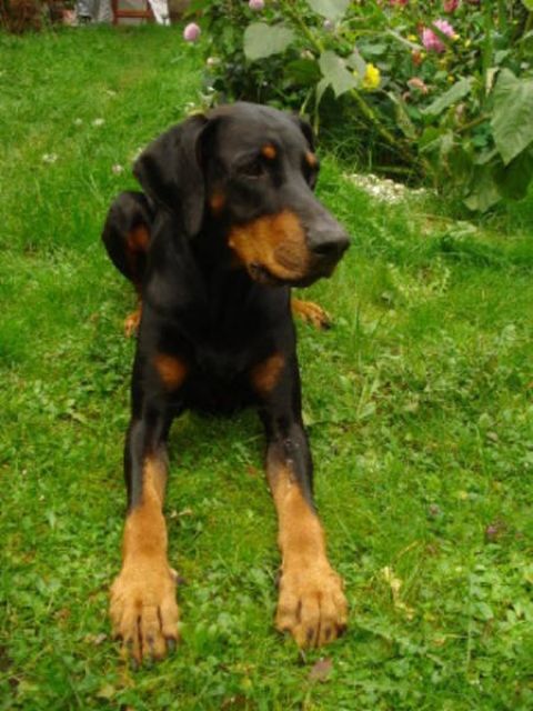 Liebevolle private Urlaubs-Hundebetreuung mit Familienanschluss - Hundesitter - Hamburg