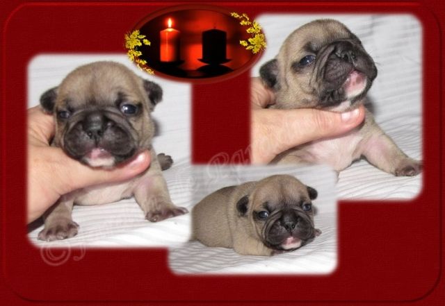 Französische Bulldoggen Rüden mit Papieren - Rassehunde Franzoesische Bulldogge - ulrichstein