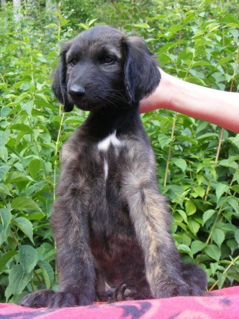 Afghanischer Windhund Kennel   Vom Deilbachtal   - Rassehunde Windhund - Velbert