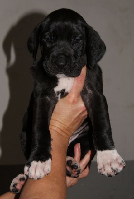 Deutsche Doggenwelpen in schwarz und gefleckt abzugeben - Rassehunde Dogge - Gütersloh