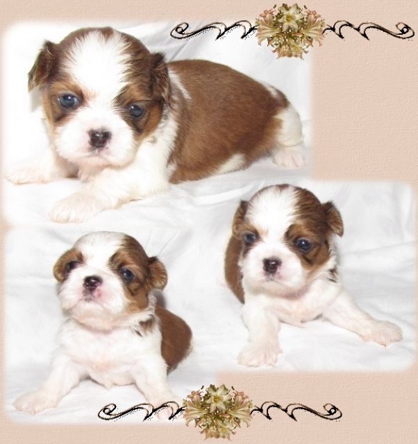 Shih Tzu Zwerge - Rassehunde Shih Tzu - feldatal
