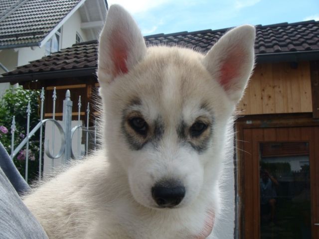 Silbergrau-weißer reinrassiger Siberian-Husky Welpe 11 Wochen, FCI-Zucht - Rassehunde Husky - Penzberg