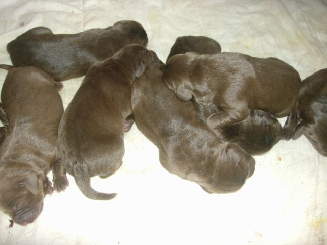 Schoko labi welpen - Rassehunde Labrador - karolinenhof 20