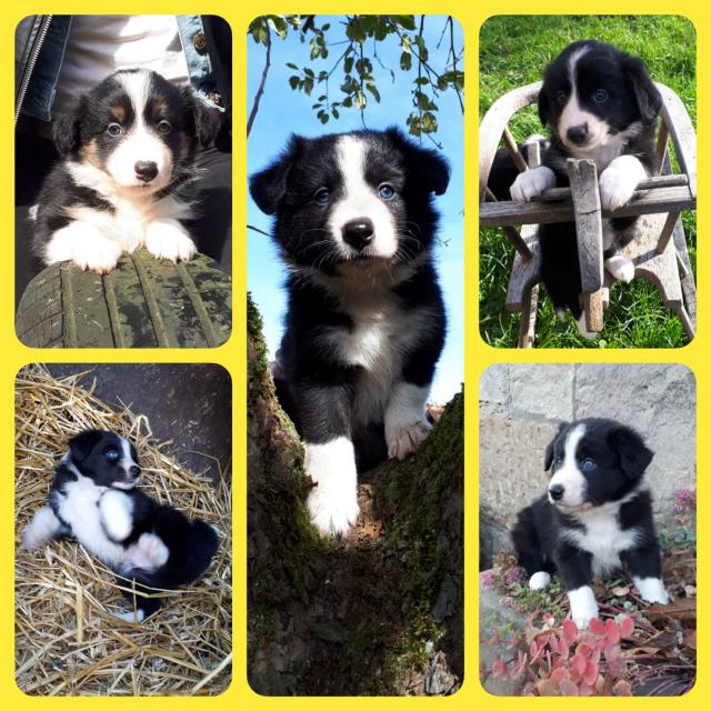 Border Collie Welpen - Rassehunde Collie - Schondra