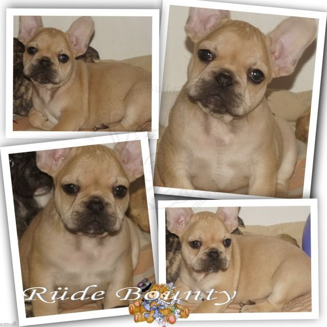 Französischer Bulldoggen Rüde Bounty mit Pap. - Rassehunde Franzoesische Bulldogge - frankfurt