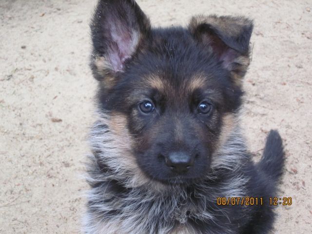 Schäferhund -Welpen zu verkaufen - Rassehunde Schaeferhund - Handeloh -Wörme