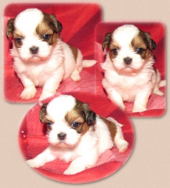 Shih Tzu ab mitte Oktober - Rassehunde Shih Tzu - feldatal