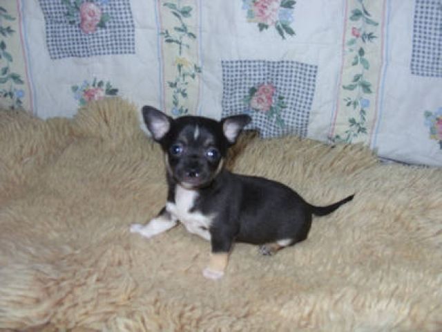 5 kleine, supersüße Chihuahuas zur Welt gebracht  - Rassehunde Chihuahua - Berlin