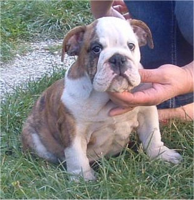 Englische Bulldogge Welpe ist zum verkaufen - Rassehunde Bulldog - Wien