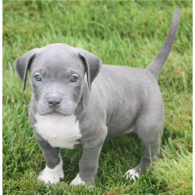 Rassehunde Pit Bull Kleinanzeigen Rassehunde Pit Bull Annoncen Rassehunde Pit Bull Inserate Rassehunde Pit Bull Anzeigenmarkt Rassehunde Pit Bull Marktplatz Seite 5