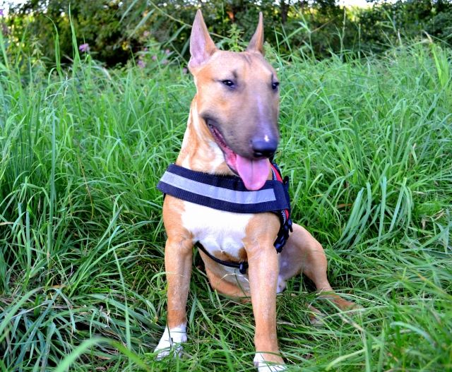 Miniatur Bullterrier Deckrüde FCI Import DNA TEST PLL FREI *kein verkauf* - Deckanzeigen - herxheim