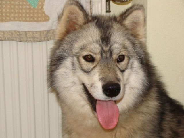 Siberian-Husky-Welpen aus VDH/FCI/DCNH-Zucht, C-Wurf geplant  - Rassehunde Husky - Penzberg