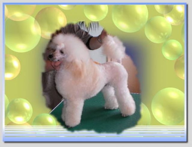 Zwergpudel Rüde in Weiß  - Rassehunde Pudel - Westoverledingen 