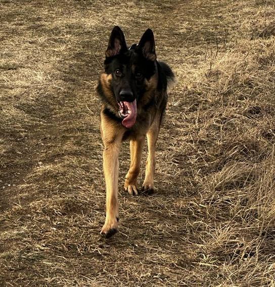 Deutscher Schäferhund sucht Hündin  - Deckanzeigen - Schwedt