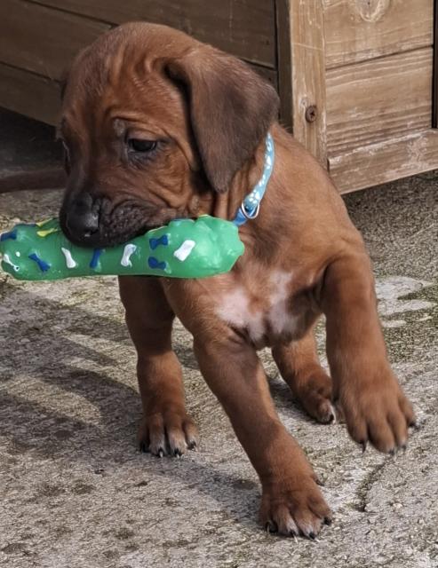 Rhodesian Ridgeback Welpen suchen ein Zuhause  - Rassehunde Rhodesian Ridgeback - Wesel